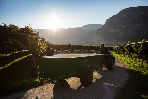 Cantina sociale di Roverè della Luna (Genossenschaftskellerei)