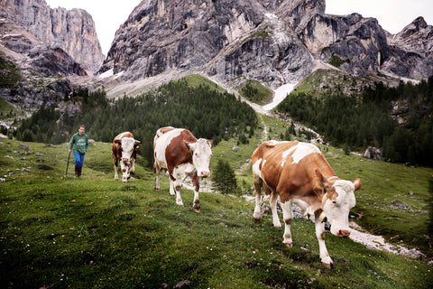 Albe in malga (Dawns in the alpine pasture)