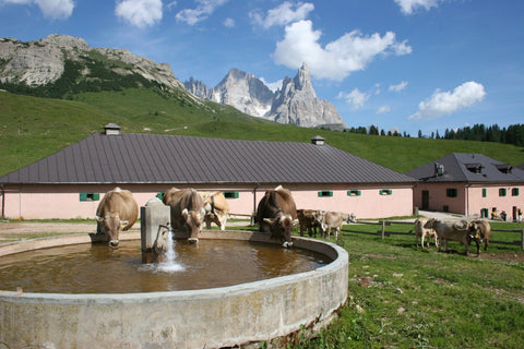 Federazione Provinciale Allevatori