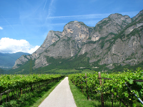 Cantina Rotaliana di Mezzolombardo (Weinkeller)