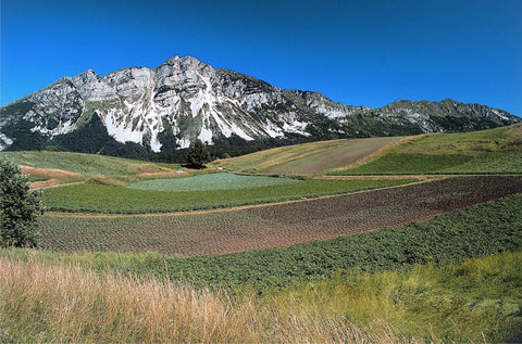 Consorzio Ortofrutticolo Val di Gresta (Obst- und Gemüsekonsortium)