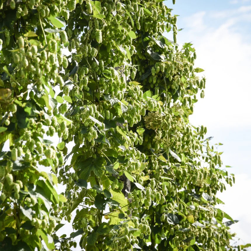 Birrificio degli Arimanni