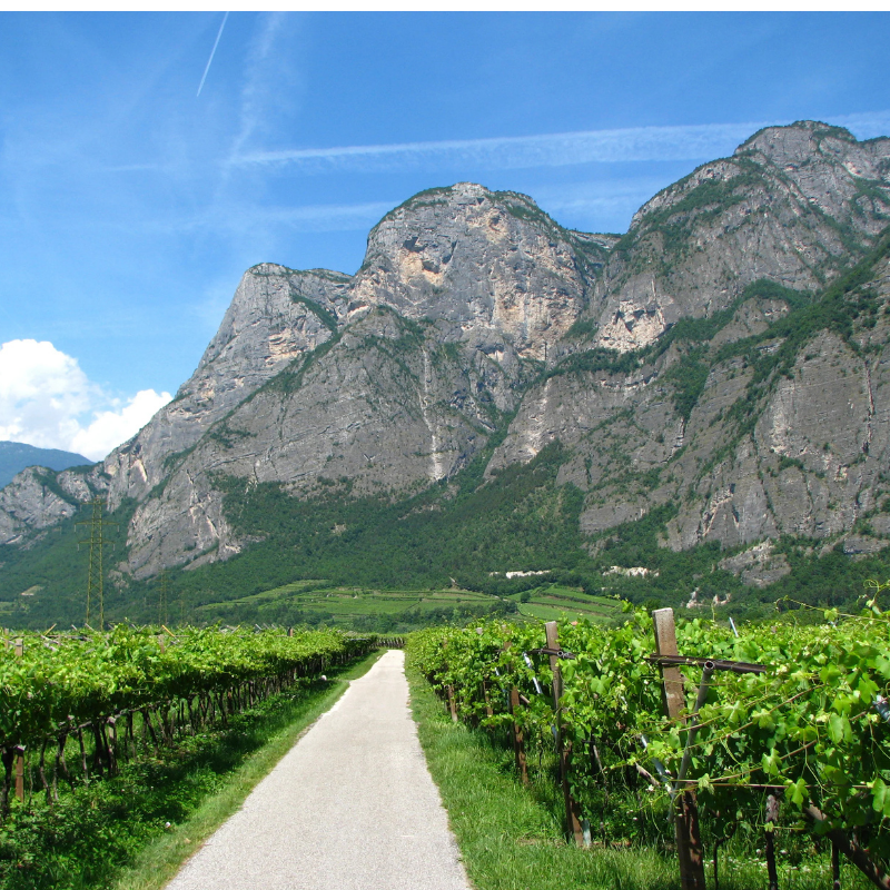 Cantina Rotaliana di Mezzolombardo