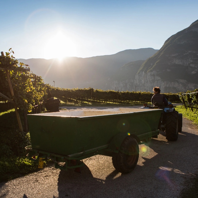 Cantina sociale di Roverè della Luna