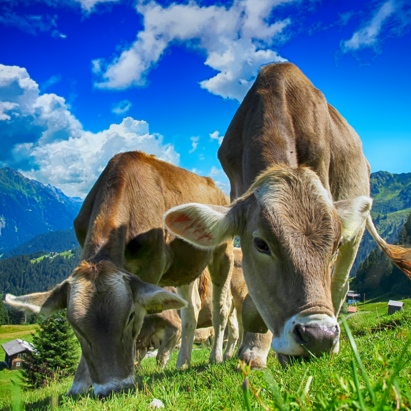 Caseificio Val di Fiemme- Cavalese