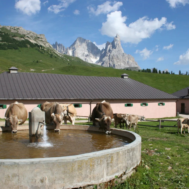 Federazione Provinciale Allevatori