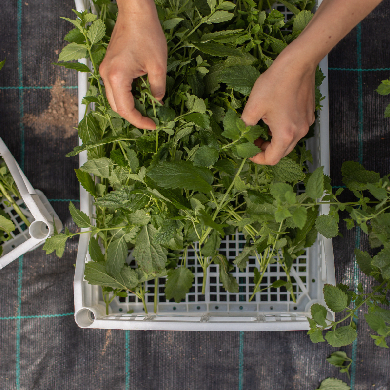 Cooperativa Sociale La Rete