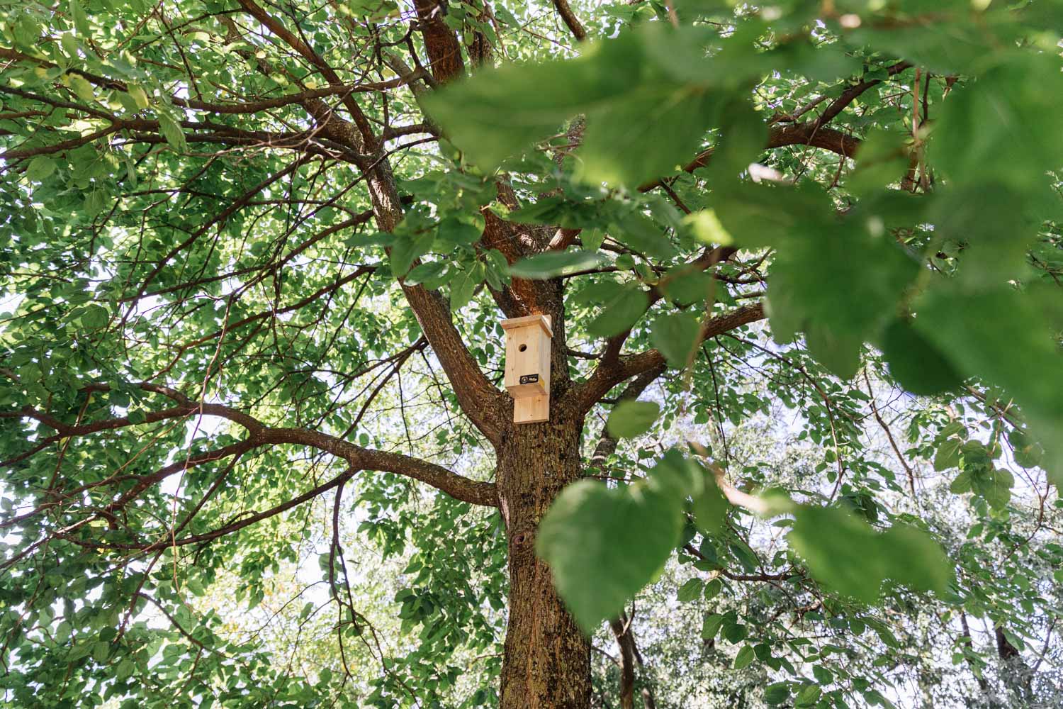 Cassetta nido in larice