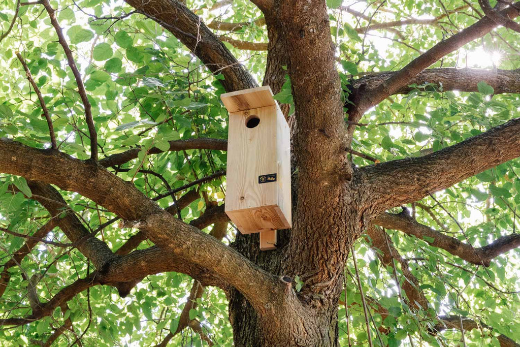 Cassetta nido in larice
